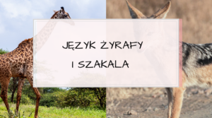 JĘZYK ŻYRAFY I SZAKALA